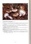 Hygrophorus agathosmus